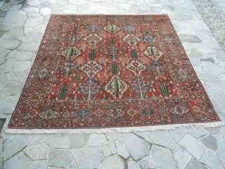 cm 355x328 is tha size of this Chahar Mahal -va-Bachtiari carpet.
Thia panels carpet is in very good condition, washed and ready
for domestic use. Vegetal dyes and fine knot for this one.
Other info  ...