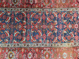 Bidjar rugs and carpets have long had a mystique that makes them a "man's rug". Called the Iron rug of Persia they have an odd feature that few other rugs can match.  ...