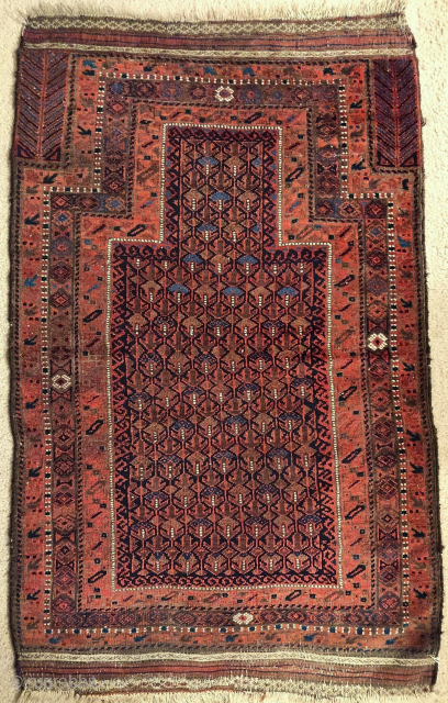 Baluch Timuri type prayer rug with a very rare rendition of abstracted geometric repeating shrubs. Leaves if light blue at the top, super soft wool, flat back. Size = 84x142cm   