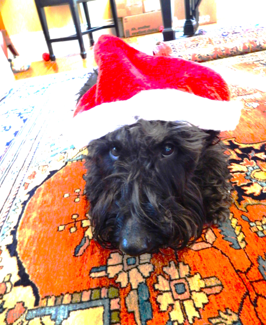 HOLIDAY GREETINGS FROM BOYLSTON ASSOCIATES ANTIQUE CAUCASIAN RUGS 

                        