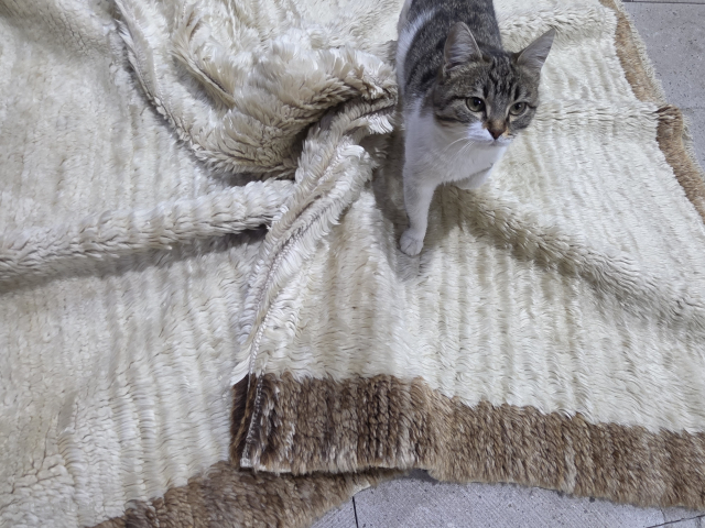 ANGORA WOOL ANATOLİAN KARAPINAR TULU RUG
Size:160x120 cm
Please contact us via email.salaberina@gmail.com                      