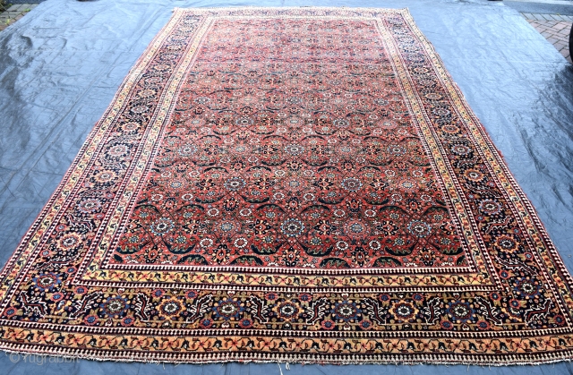 An early North West Persian Carpet with beautiful all over design on glowing red ground. This group of carpets are scarce given their age. This example has even low pile, with few  ...