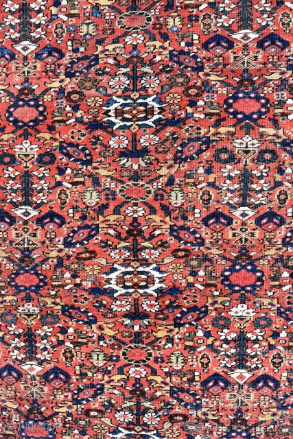 A fine antique Ferahan carpet of highly unusual square format. Allover Herat design woven on glowing madder field flanked by exquisite navy borders. Even low pile, traces of wear. A gracious carpet  ...