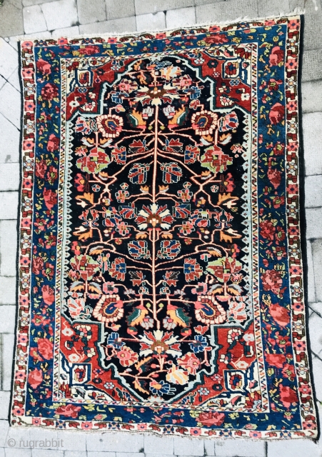 Bakhtiyari rug wool on wool 1880 circa all good colors in perfect condition•••size200x150cm                    