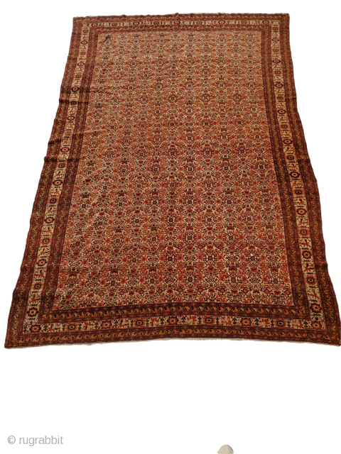 Senneh Rug: extremely thin, durable, and with extremely fine weaving (check pictures of back side)

Origin: Senneh, Iran
Circa: 1880-1850
Size: 4'10" x 7'7"

All pictures are completely authentic and un-edited, to show the rugs true  ...