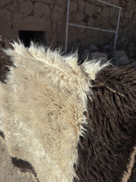 Tülü ( Angoro Wool ) 

Size 130x170 cm

Please send me a direct message at kirmenrugs@gmail.com or @cevikrugs instagram
               