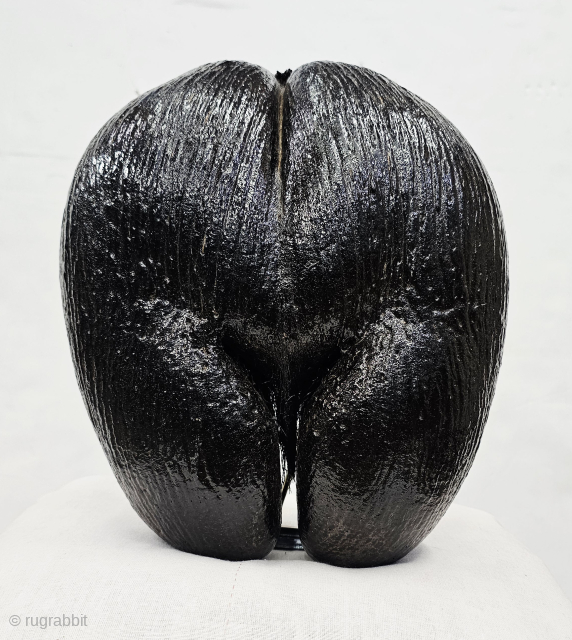 Coco De Mare , Coconut for Tantrik Worship,Composed of Two Coconuts shells that grow in this form.Probably from Seychelles Island.
C.1900 (20250814_114517).  Please Email me at kutcharts1@gmail.com      
