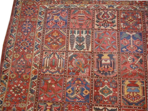 


	

 Baktiar Persian knotted circa in 1920 antique, 460 x 365 (cm) 15' 1" x 12'  carpet ID: P-789
Thick pile in perfect condition, the knots are hand spun wool, all over  ...