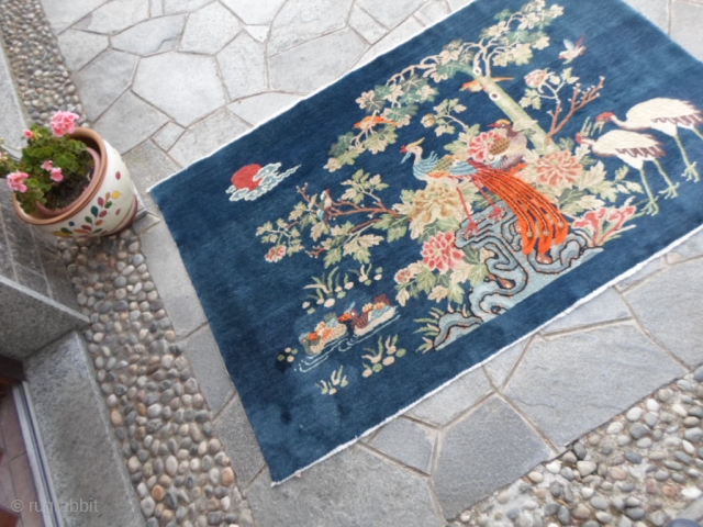 203 x 133 cm for this antique Chinese region of GANSU. Shiny wool and very beautiful blue-china for this piece with the dessing of the Phoenix. Perfect contidion without
repils or restors; washed  ...