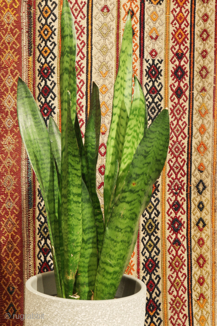 Antique Elbistan Kilim with Pıtrak Motif

This antique kilim from Elbistan was woven by a highly skilled craftswoman using the cicim technique. The wool is exceptionally finely spun, allowing for the creation of  ...