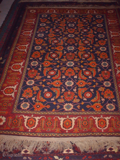 Name:        Herat Perpedil Kuba

Category:     Caucasian

Origin:        Azerbaijan

Age:          ...