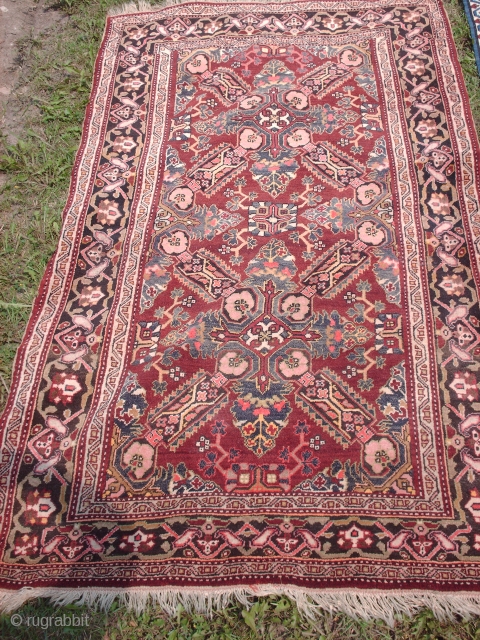 Name:         Zeykhur Kuba
Category:      Caucasian
Origin:       Azerbaijan
Age:          ...