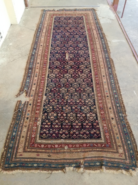 Antique Shirwan rug with demages. 310/120 cm.                          