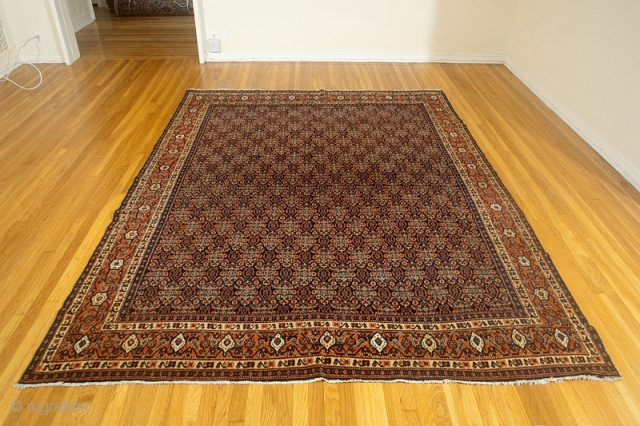 Senneh pile rug.  Probably early 20th c.  7'0" x 9'7".  Clean and floor ready.                