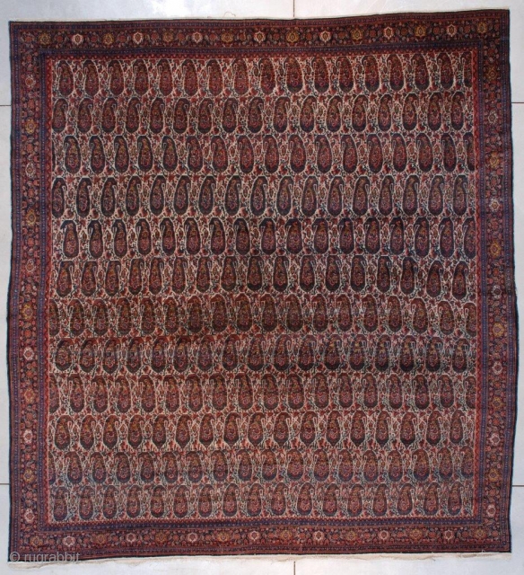 #7381 Senna Antique Persian Rug 
This circa 1920 Senna antique Persian Oriental Carpet measures 10’10” X 11’5” (335 x 350 cm). It is an extremely finely woven ivory field Senna completely covered  ...