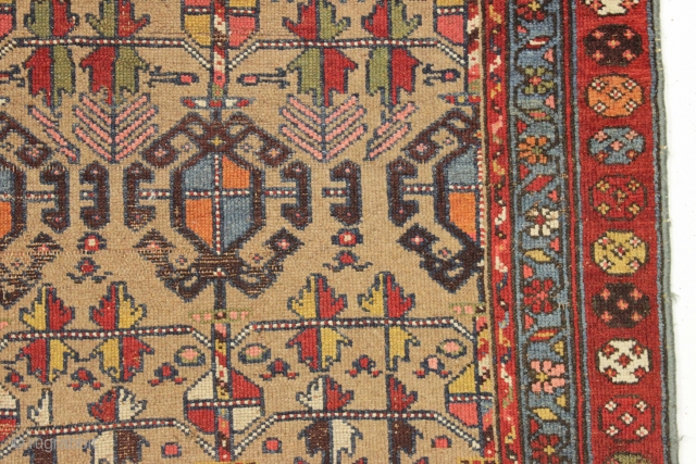 Antique camel ground NW Persian or kurdish rug. Extra colorful version of this known design. "As found" condition, very dirty and with an area of heavy wear as shown. Structurally sound. Good  ...