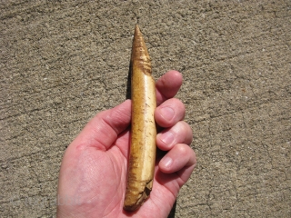 Antique Inuit, Eskimo ice pick / chisel, hand carved walrus tusk, prior to 1850, it is probably a nearly complete small tusk, it takes many years to acquire this deep honey color,  ...