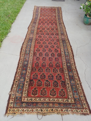 I believe this Kurd runner to be of the late 19th century. The soft rosy red background of the field and the soft light blue main border with its flanking white minor  ...