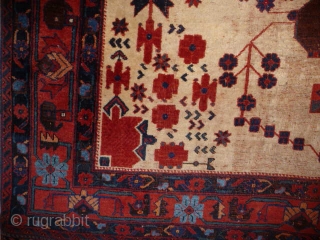  SOLD Lovely Afshah rug all good colours no repairs original sides and ends ivory field evenly low,very decorative.  1m90 x 1m50          