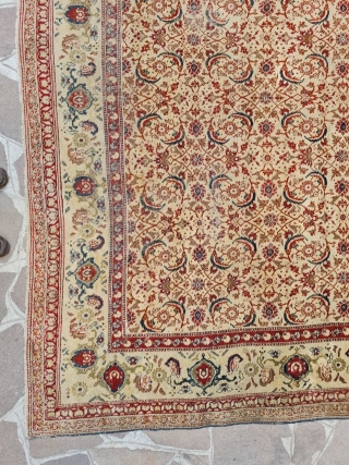 antique agra rug india good condition needs some smalls repairs size:290x245 cm                     