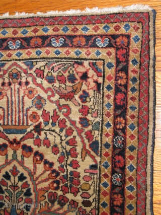 Rare Camel Field Sarouk.  Incredible wool, soft, shiny... amazing color.  21" x 32"                  