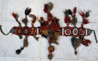 Persian tribal horse  trapping (possibly neck band). Wool tufts, shells and leather. In need of a good bath. 9 x 85 cm. One sulfuric blue detected, otherwise good colours.   