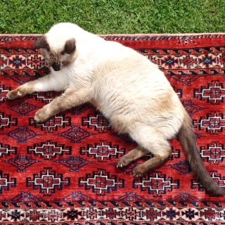 Yomut Tschowal in need of a good home, 145x85cm, beginning of 20th century, good pile all over, no repairs,glossy wool and wonderful coral-red madder, carefully washed.       