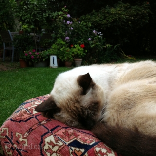 Small Tekke Wedding Rug, 120x117cm, beginning of 20th century. Cat not included.                     