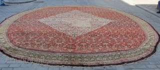 mahal  oval  rug   520 x 520   cm                    