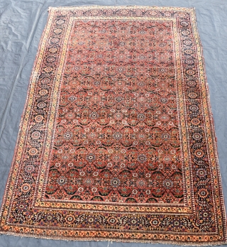 An early North West Persian Carpet with beautiful all over design on glowing red ground. This group of carpets are scarce given their age. This example has even low pile, with few  ...