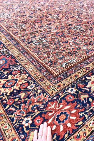 A fine antique Ferahan carpet of highly unusual square format. Allover Herat design woven on glowing madder field flanked by exquisite navy borders. Even low pile, traces of wear. A gracious carpet  ...