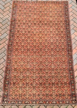 an exceptionally fine antique Senneh carpet of unusually large size. The knotting on this example as fine as I have seen on a Senneh work and it is also the biggest one  ...