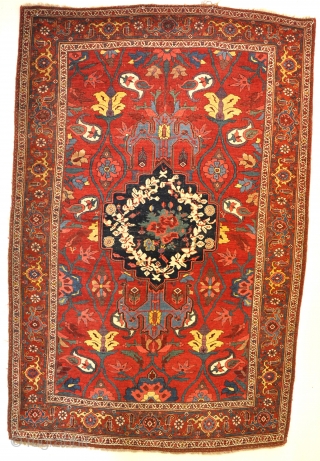 Antique all wool Bijar with glorious ground colour, circa 1900. 227x149cm                      