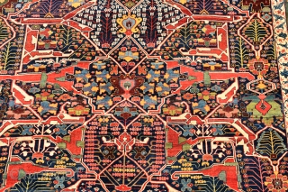 A fabulous early Persian Bijar Garrus carpet. This spectacular carpet features the all over split arabesque design synonymous with the town of Garrus and the most sought after of all the designs  ...