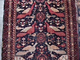 Baluch mid 20th century Collectible Rug - Multiple Peacocks, other birds
and many interesting figures. 30" X 60" full pile, has rings for hanging
which it probably always has been.
$ Please Ask   