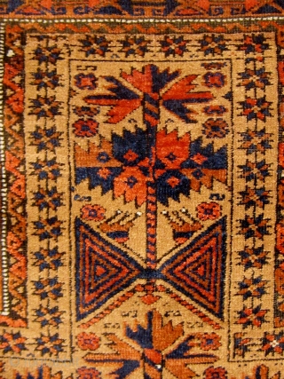 Antique camel ground "tree of life" design Baluch prayer rug, in near pristine condition.  Original ends and sides.  All dyes natural.  34" by 65".  Circa 1890-1900.  Please  ...