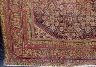 Antique Persian Ferahan carpet, circa 1900, with the legendary apple green borders, with squarish format.   59" by 70".  Condition as shown (end reduction, edges recast, wear in the herati  ...