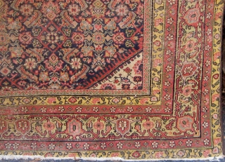 Antique Persian Ferahan carpet, circa 1900, with the legendary apple green borders, with squarish format.   59" by 70".  Condition as shown (end reduction, edges recast, wear in the herati  ...