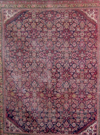 Antique Persian Ferahan carpet, circa 1900, with the legendary apple green borders, with squarish format.   59" by 70".  Condition as shown (end reduction, edges recast, wear in the herati  ...