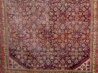 Antique Persian Ferahan carpet, circa 1900, with the legendary apple green borders, with squarish format.   59" by 70".  Condition as shown (end reduction, edges recast, wear in the herati  ...