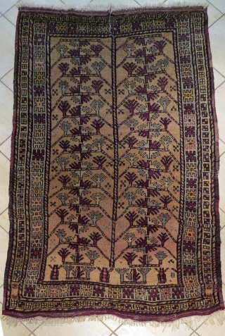 Attractive Kurd rug. low pile in some little portion of the field; a litlle cut on the near the head border as you can note on the pictures. Synthetic colors.  20th  ...