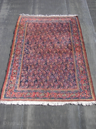 Bachtiar allover Boteh-Fest, wool on cotton, good condition,original top and bottom ends with fringes,sides rewrapped, (... i think ) ca 1930. 155/165 x 230 cm.Washed ,rinsed ( and rinsed,and again.. ) and  ...