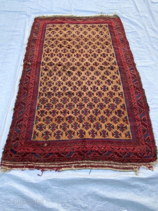 Antique, quite old, Baluch rug. Unusual large size undyed camel hair field. Love how the spacing of the leaves become more generous.   230 x 140cm or 7'7" x 4'8"  