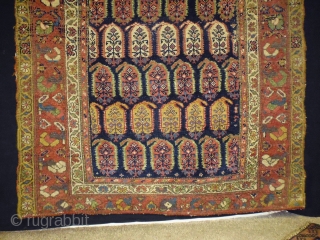 1880 Kurd Boteh
Size: 100x230cm (3.3x7.7ft)
Natural colors                           