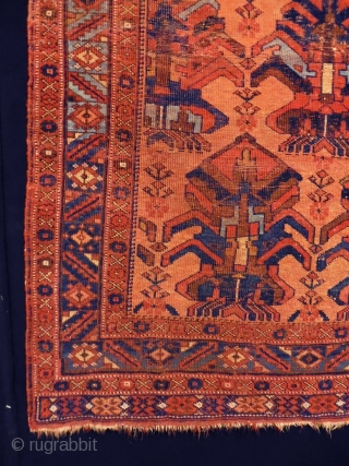 1880 Afshar
Size: 127x174cm (4.2x5.8ft)
Natural colors                            