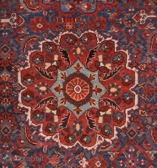 Shiraz Carpet size 225x305 cm                            