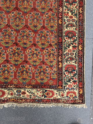 Iran Malayer Rug, around 120-130 years old. All vegetable colors and perfect condition.                    
