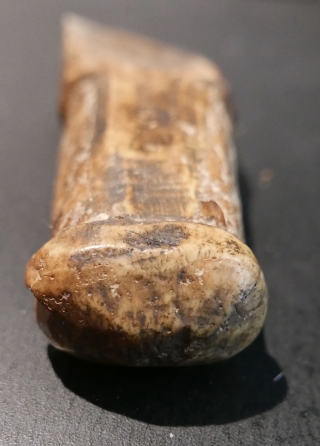 Fossilized walrus tusk fragment fashioned into a 'chopping tool'(adz) by Inuit(Eskimo) people; recovered from village midden on St Lawrence Island in the Bering Sea.  Approximately 4000 years old.  Fantastic patina.  ...