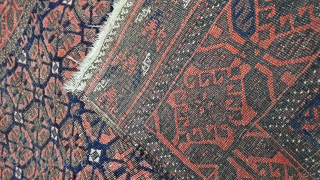 Early beluc ...
Great dyes                             