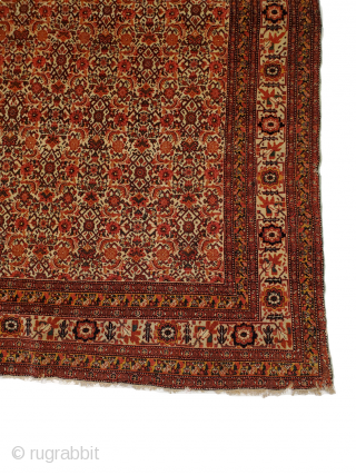 Senneh Rug: extremely thin, durable, and with extremely fine weaving (check pictures of back side)

Origin: Senneh, Iran
Circa: 1880-1850
Size: 4'10" x 7'7"

All pictures are completely authentic and un-edited, to show the rugs true  ...